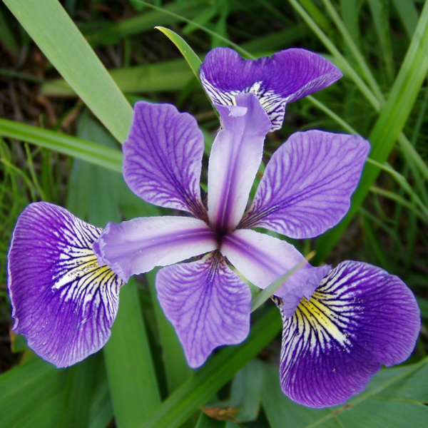 Iris Species | Kaggle