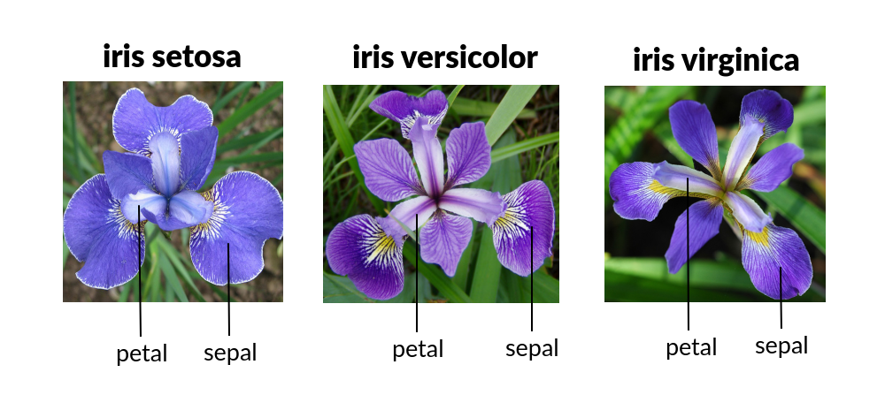 IRIS Flowers Classification Using Machine Learning - Analytics Vidhya