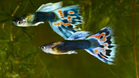 Terungkap Cara Jual Ikan Hias Online Terpecaya