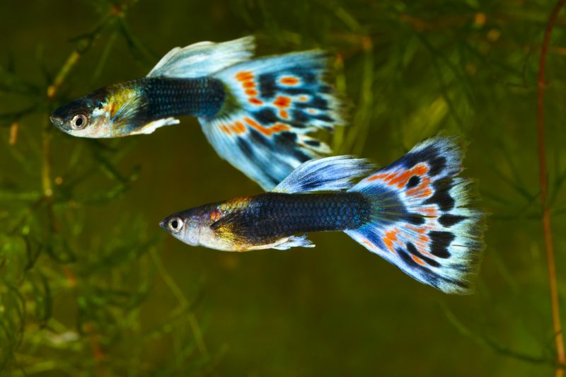 Jual Ikan Hias Terbaik, Harga Grosir dan Pasti Murah 081390316961 WA