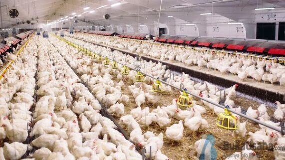 Terbongkar! Cara Belajar Bisnis Ayam Potong Terbaik