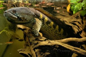 Simak! Cara Membuat Logo Ikan Channa Terpecaya