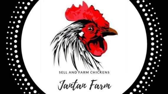 Terbongkar! Cara Membuat Logo Farm Ayam Terpecaya